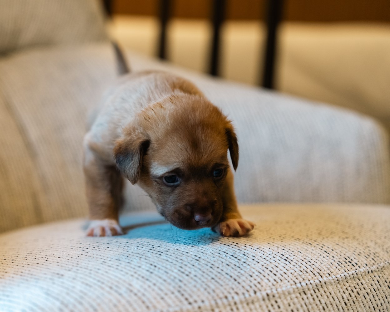 A cheerful puppy stands on a chair, highlighting its playful spirit and eagerness to explore its surroundings. In an armchair upholstered in pet-friendly fabric.