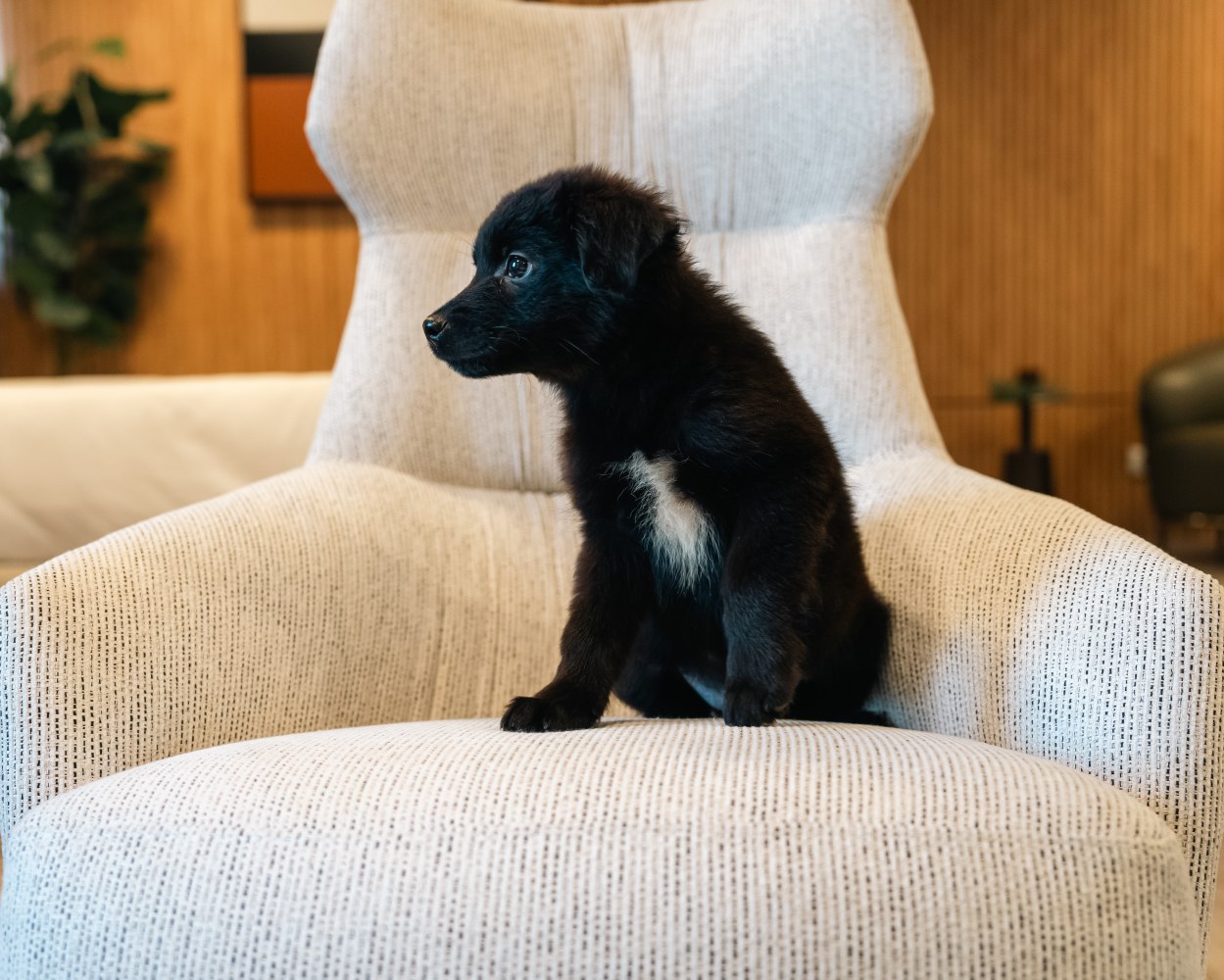 A playful black puppy resting on an armchair in a stylish living room, highlighting a serene and homely environment. The armchair is from Domkapa and is upholstered in a pet-friendly fabric in neutral tones.