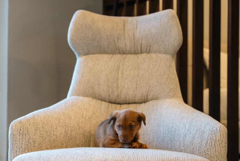 A small dog relaxes on an armchair within a charming room, creating a serene and homely atmosphere. Upholstered in a pet-friendly fabric.