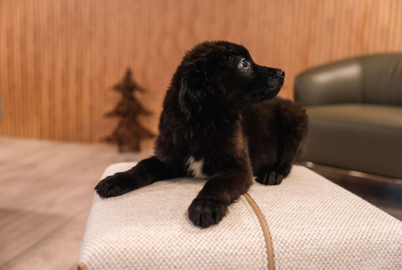 A playful black puppy sitting atop a neutral toned pouf, highlighting its adorable features and the contrast of colours.