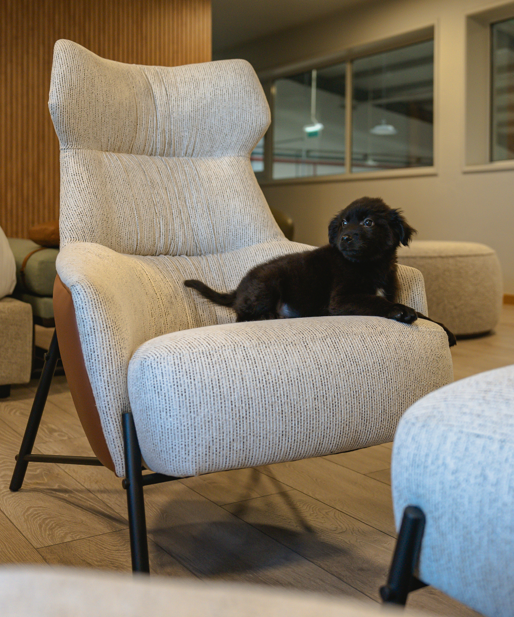 pet-proof fabrics hubert A dog comfortably seated on an armchair with pet-proof fabric, surrounded by the warm ambiance of a room.